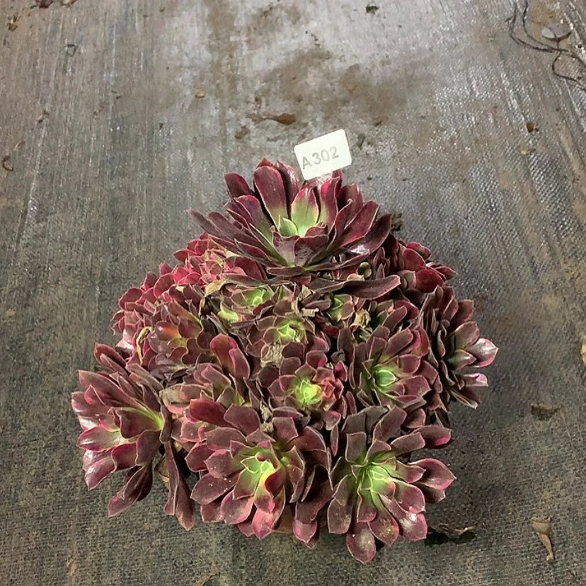 【闪购商品】302金丝雀多肉