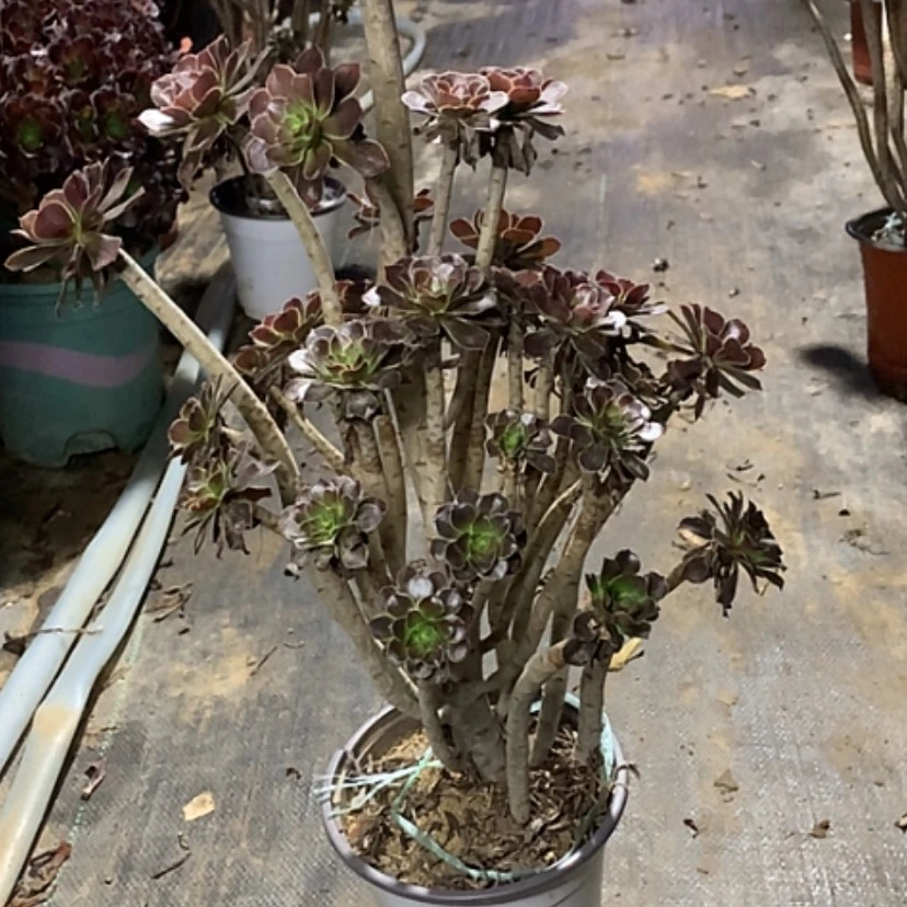 【闪购商品】93灰法师多肉