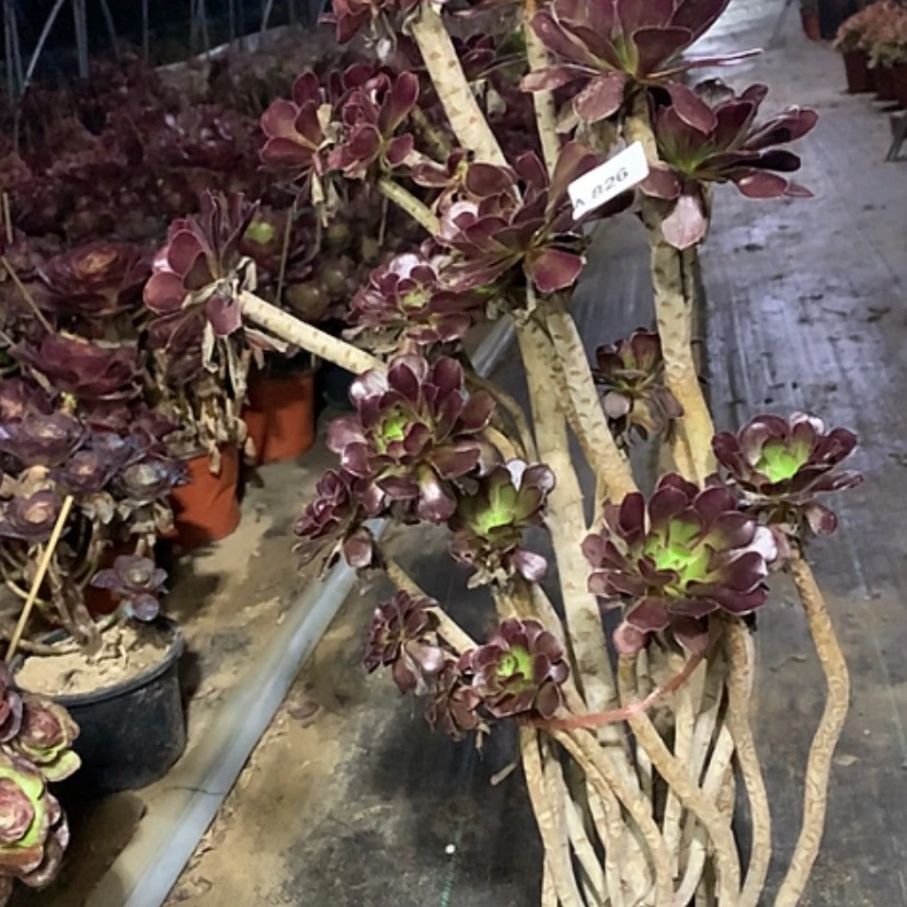 【闪购商品】826黑法师多肉