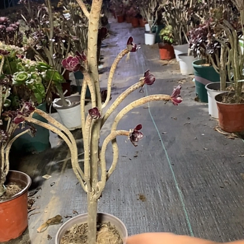 【闪购商品】970黑法师多肉