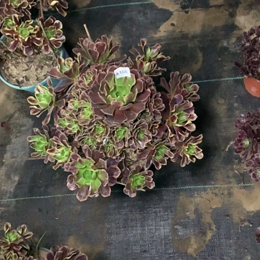【闪购商品】160欧佳丽多肉