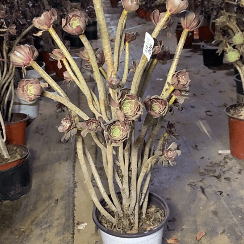 【闪购商品】206灰法师多肉