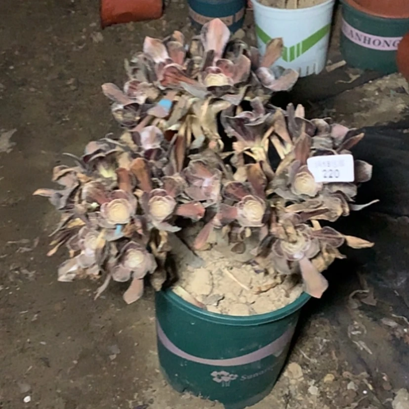 【闪购商品】220拉丝锦多肉