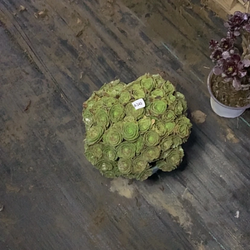 【闪购商品】349万圣节多肉