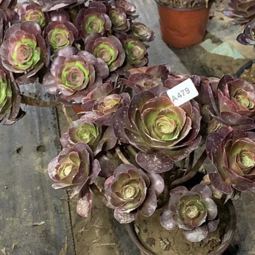 【闪购商品】幸***门479魅金多肉