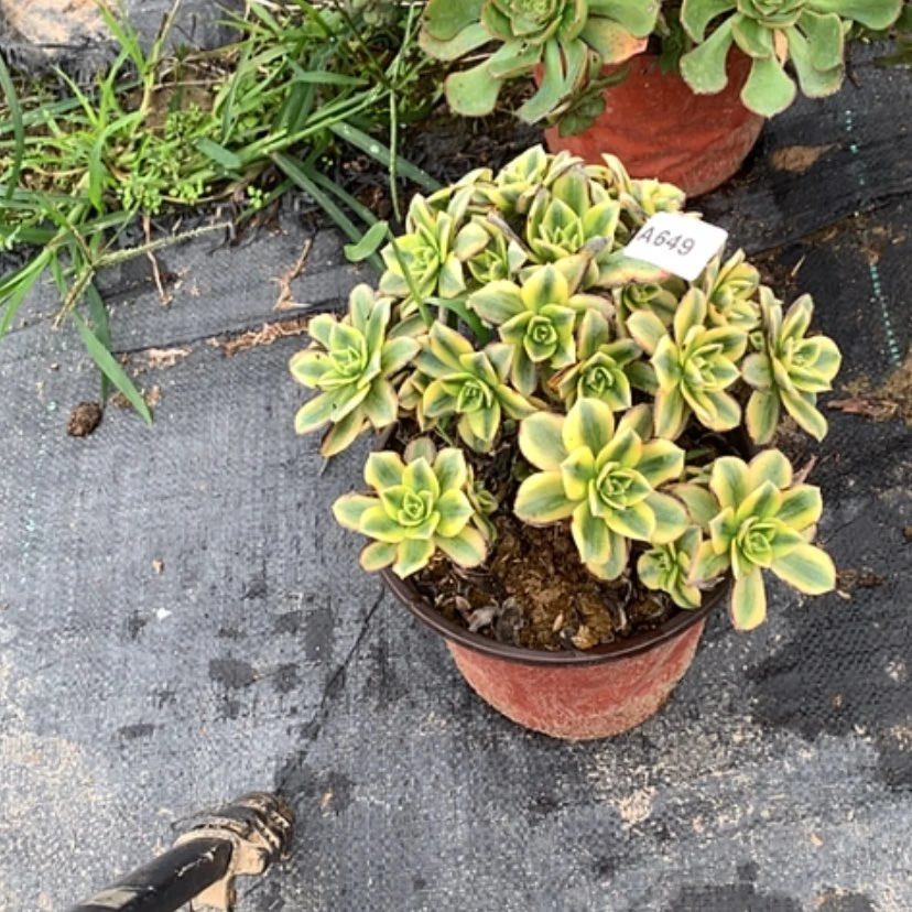 【闪购商品】649星爆多肉