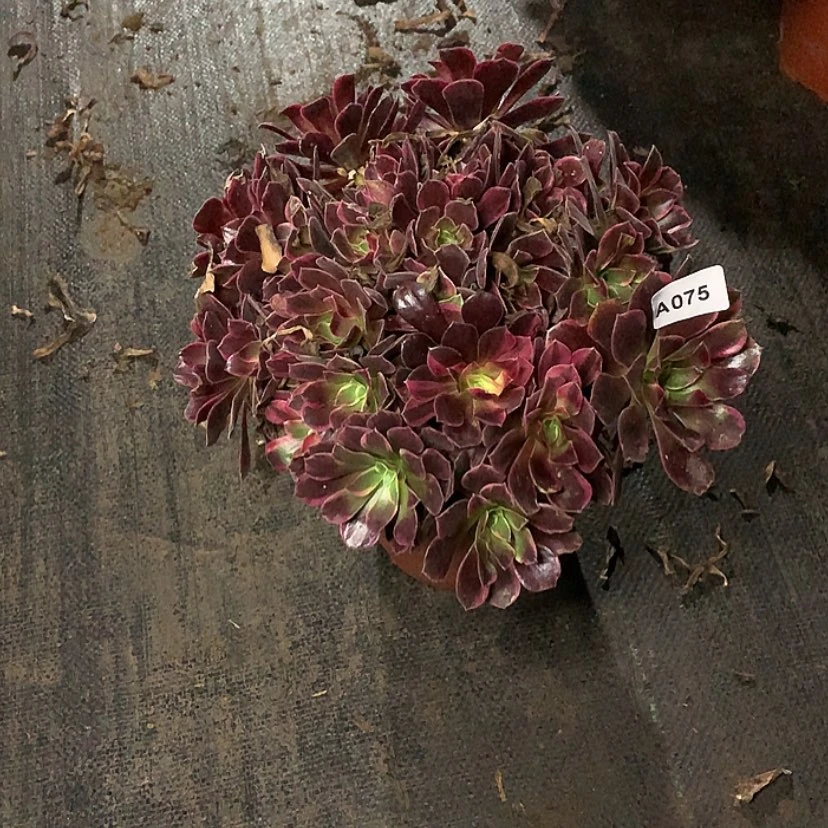 【闪购商品】75金丝雀多肉