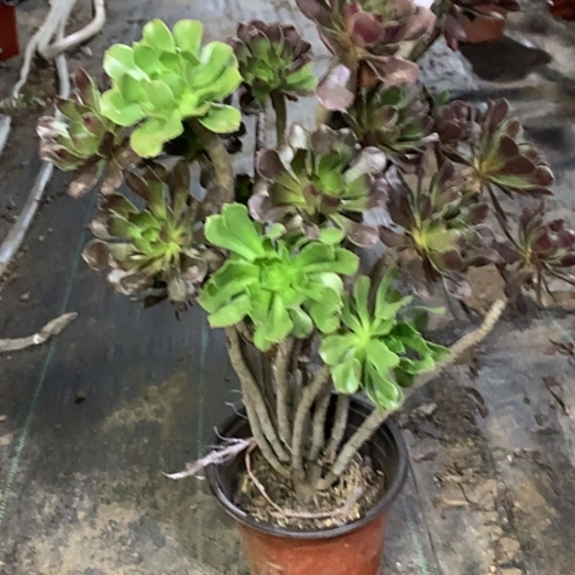 【闪购商品】69灰法师无主头有伤