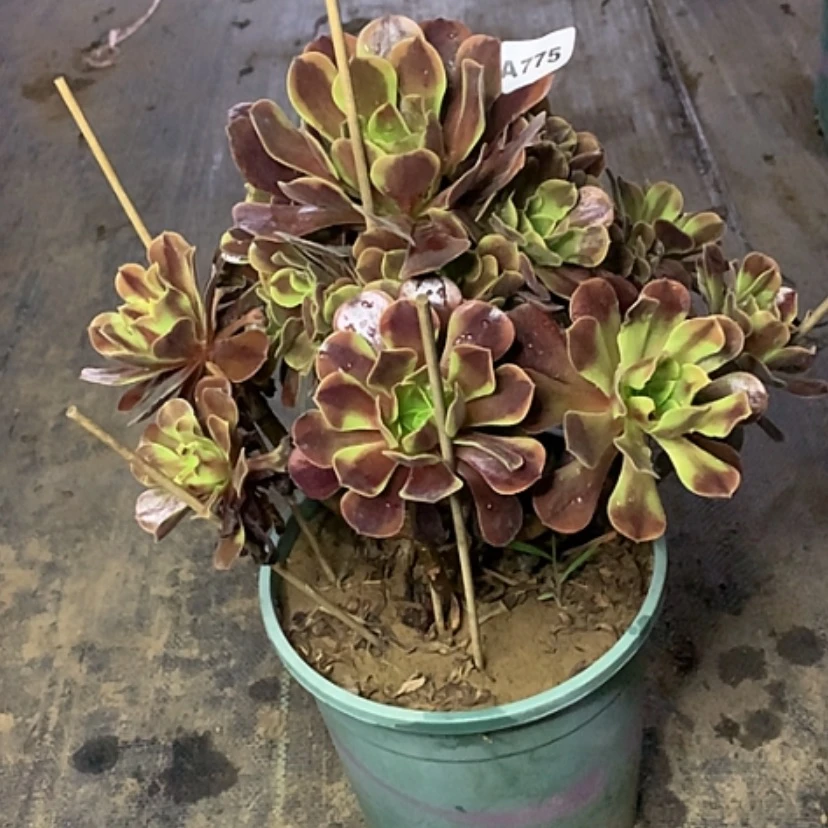 【闪购商品】775欧佳丽多肉