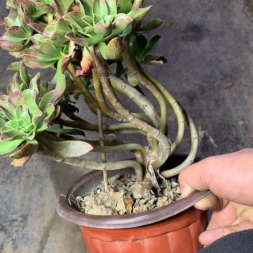 【闪购商品】566圣诞节多肉