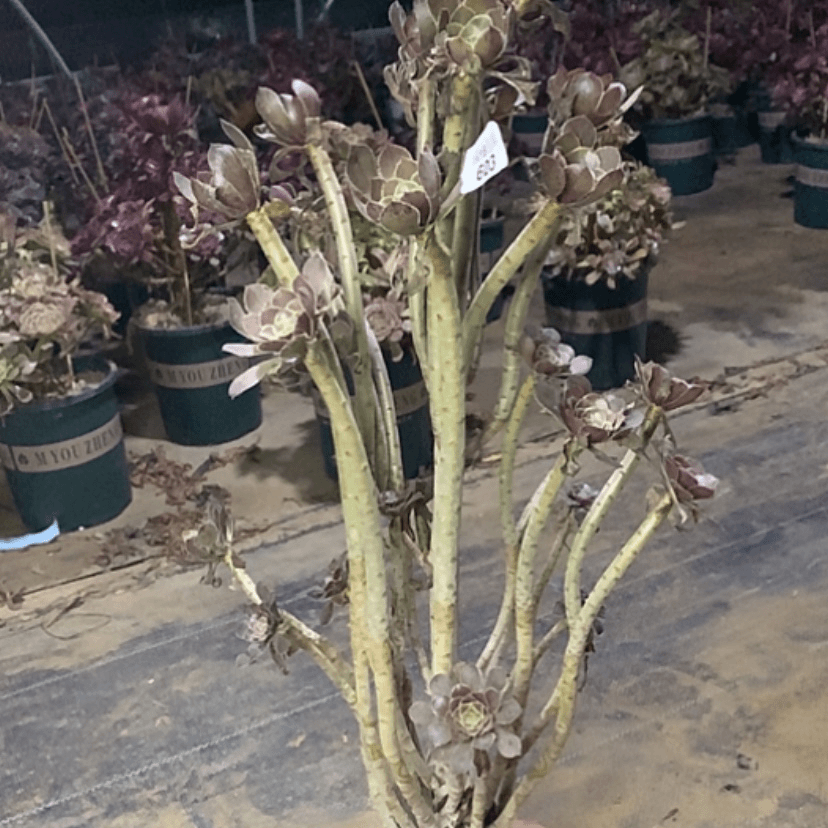 【闪购商品】603灰法师多肉