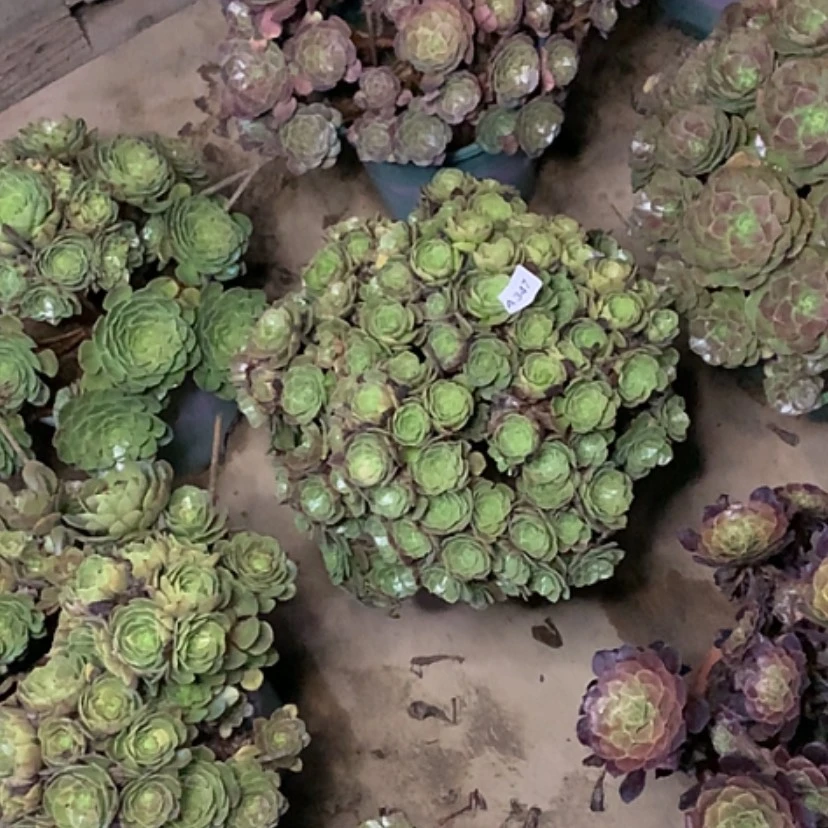 【闪购商品】347万圣节多肉