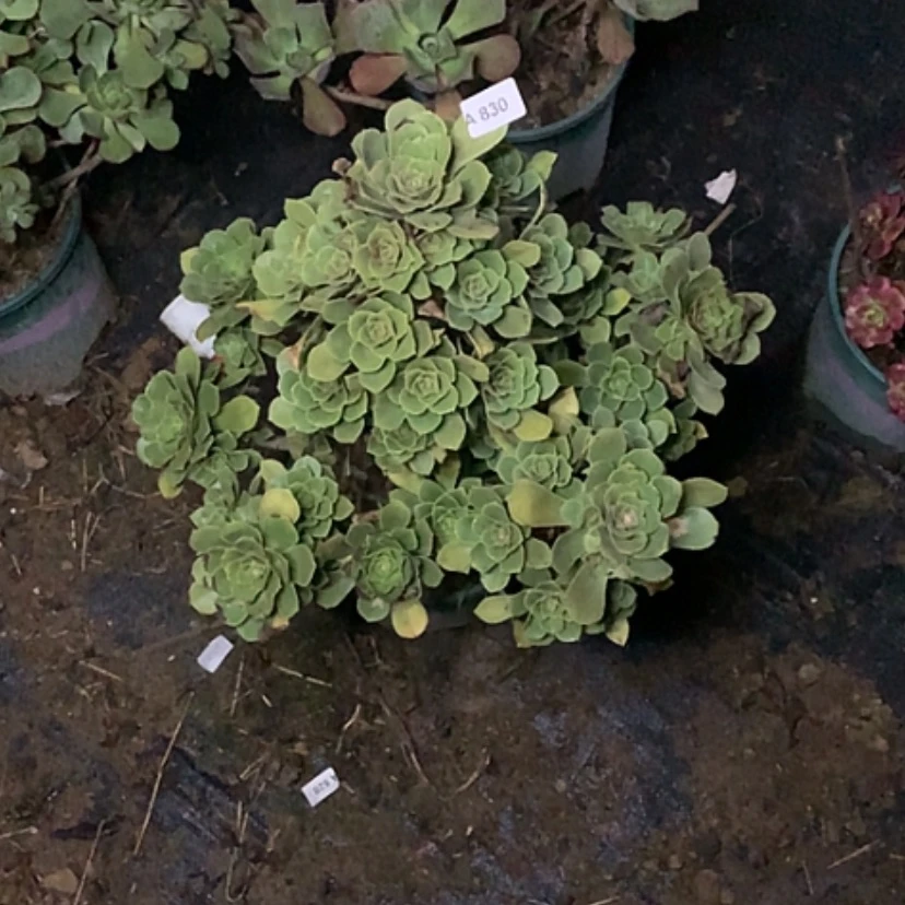 【闪购商品】830香馥多肉