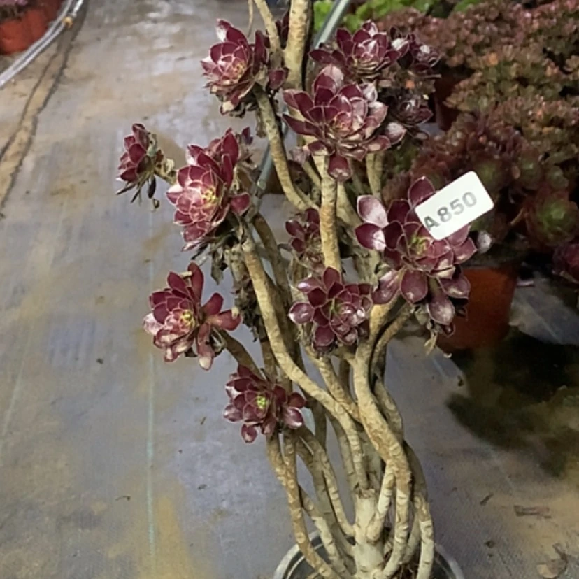 【闪购商品】850黑法师多肉