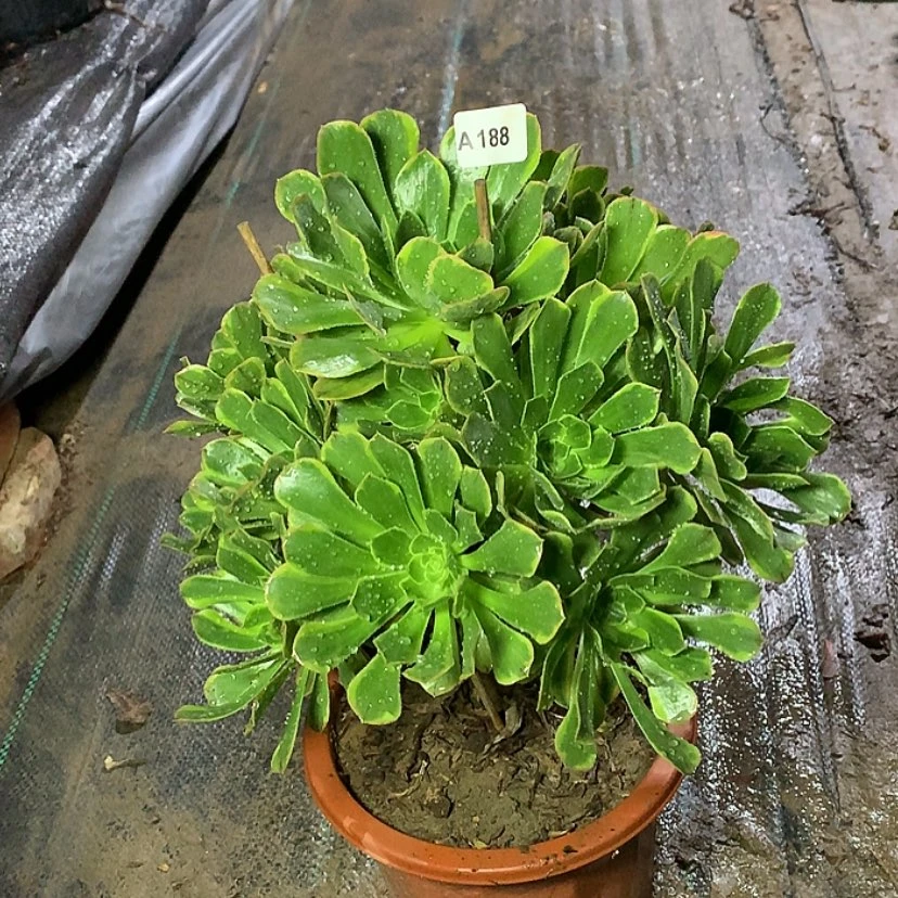 【闪购商品】188虞姬多肉