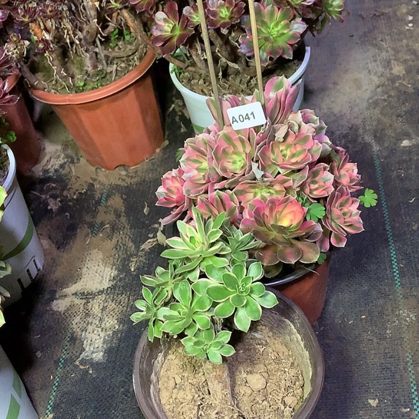【闪购商品】夏**风41粉女巫  大叶多肉