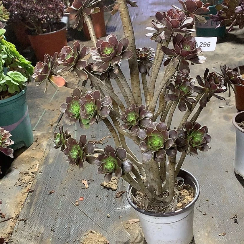 【闪购商品】296灰法师多肉有断枝