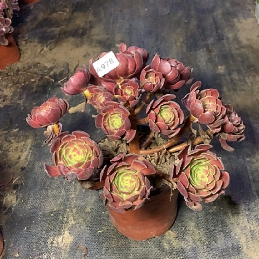 【闪购商品】978黑多肉
