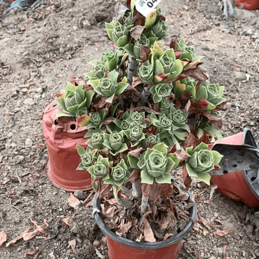 【闪购商品】40香馥多肉