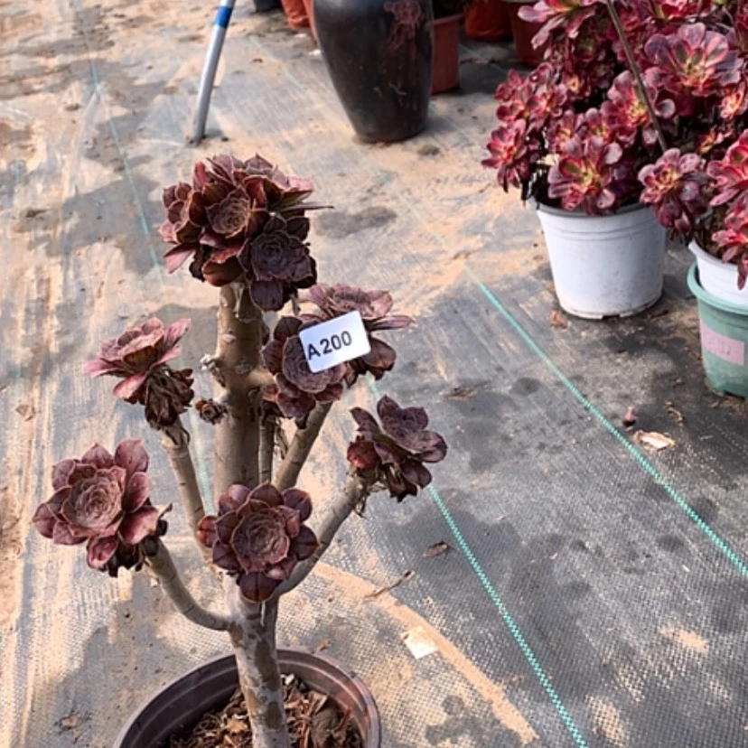 【闪购商品】200拉丝锦多肉