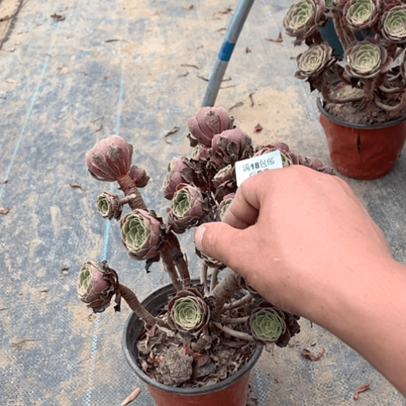 【闪购商品】983荷兰玫瑰有断枝