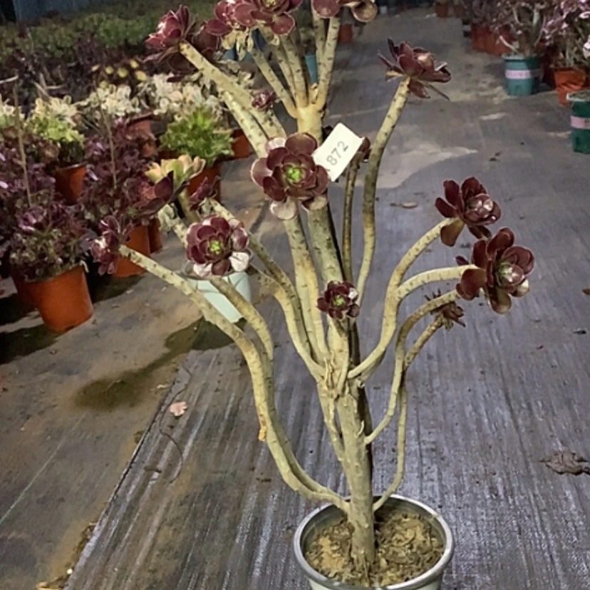 【闪购商品】872黑法师多肉