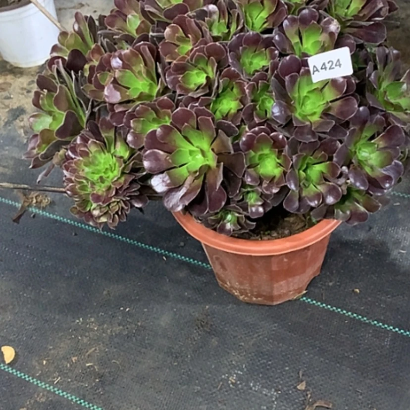 【闪购商品】424欧紫多肉