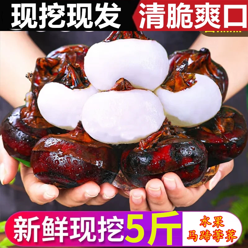 新鲜马蹄农家自种荸荠地栗当季孕妇水果脆甜多汁现挖现发整箱