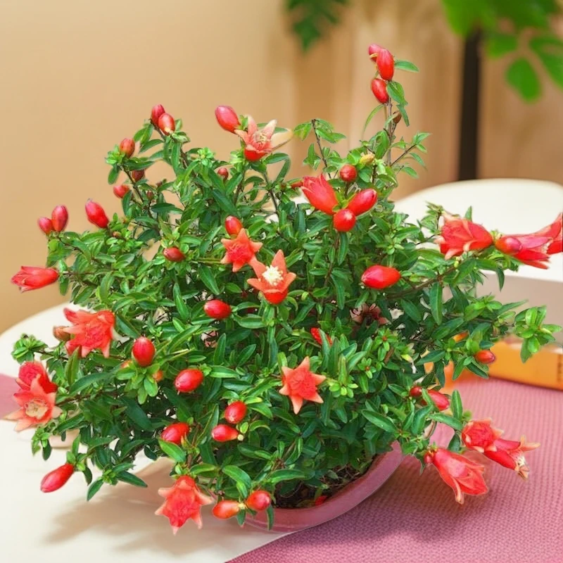 潮汕正宗喜庆红花石榴花幸运花家庭潮汕拜神结婚喜庆四季开花常绿