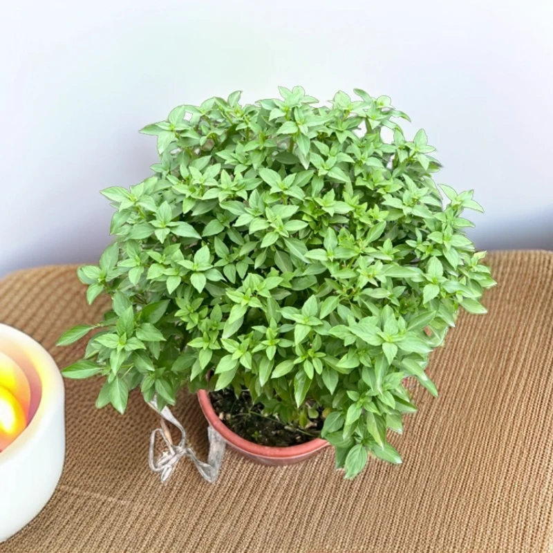 食用潮汕金不换九层塔鱼香草薄荷盆栽正宗罗勒叶新鲜调味香料植物
