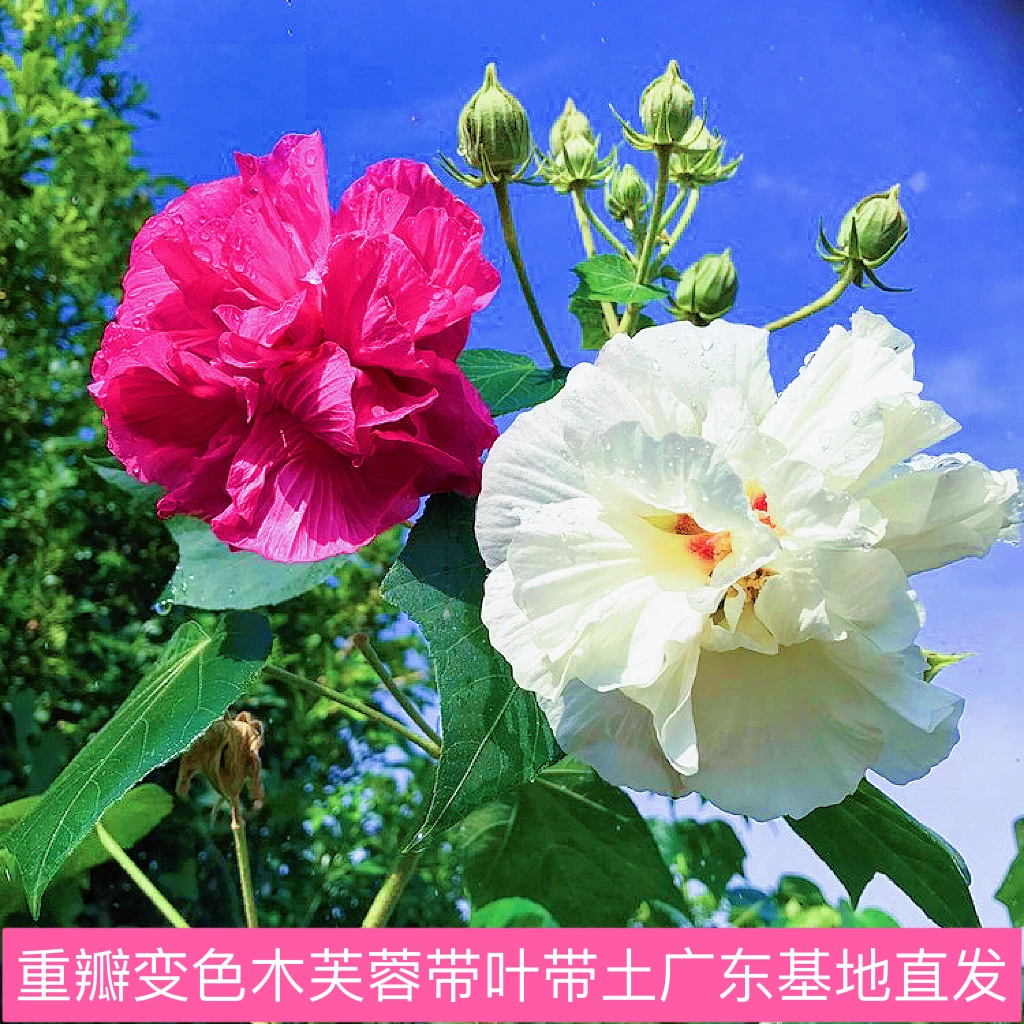 木芙蓉盆栽三醉芙蓉重瓣变色芙蓉花一日变三色秋天开花南北方可种
