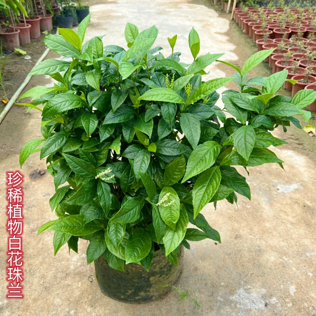 白花珠兰 稀有品种白珠兰花 室内盆栽金粟兰珍珠兰鸡爪兰四季开花