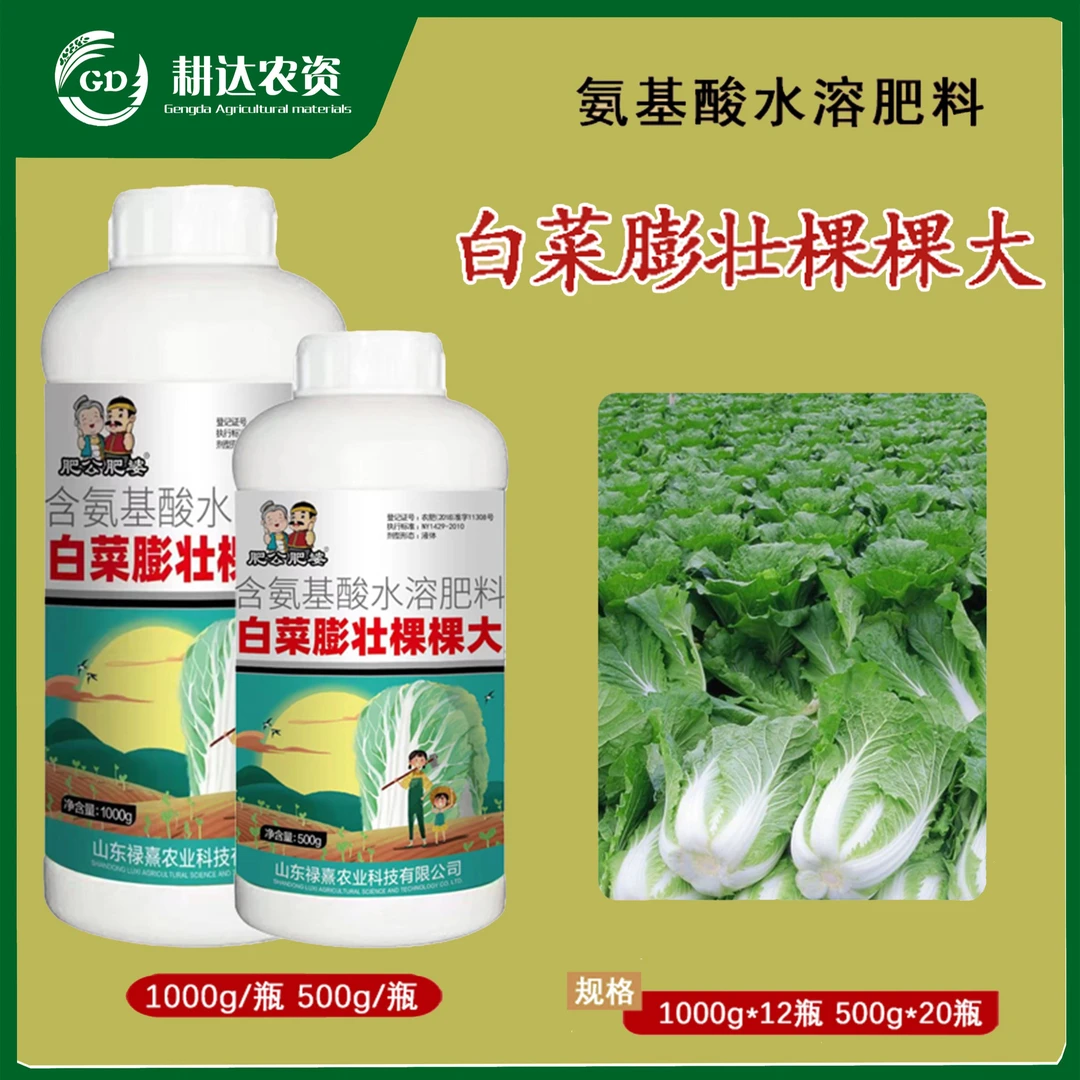 白菜膨壮颗颗大壮根绿叶包心紧实个头大白菜产量高农肥水溶肥料