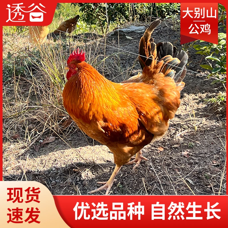 透谷正宗大别山散养家乡山鸡一年以上大公鸡1只保鲜肉质紧实