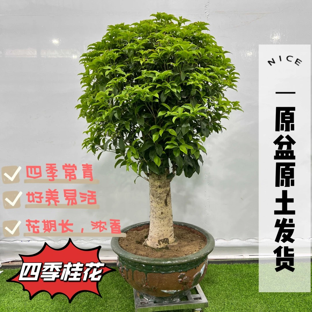 桂花树盆栽老桩款 四季开花 易活室内外阳台庭院美观绿植