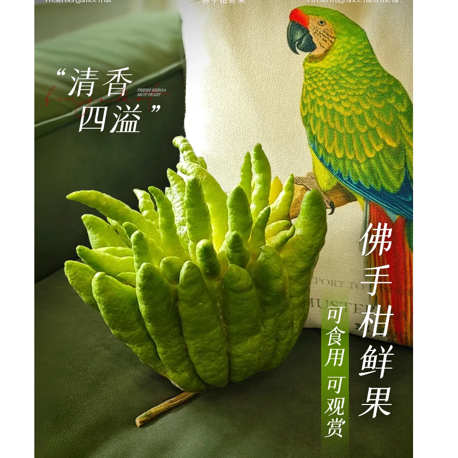 《佛手柑》云南高山佛手清供观赏摆件闻香天然香薰鲜切佛手