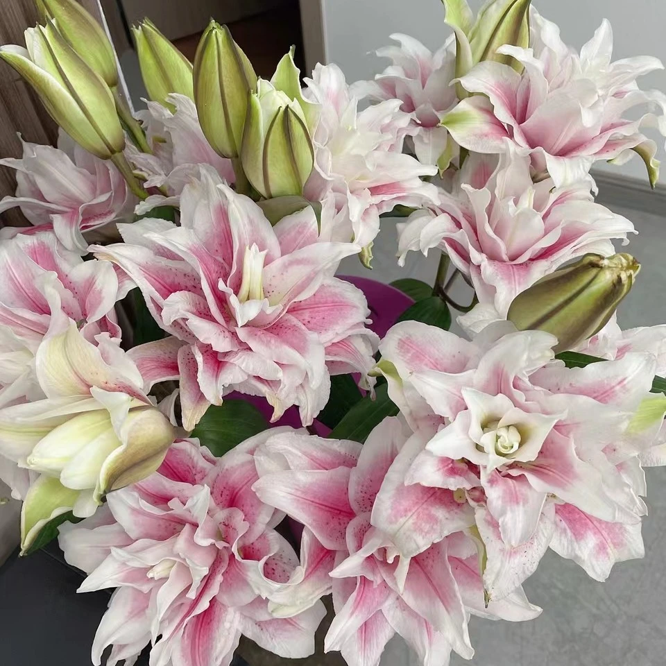 伊莎贝拉 重瓣香水百合