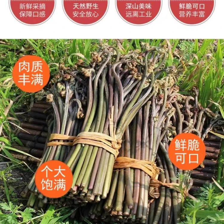 贵州省紫云县高山野生蕨菜1斤-9斤包邮