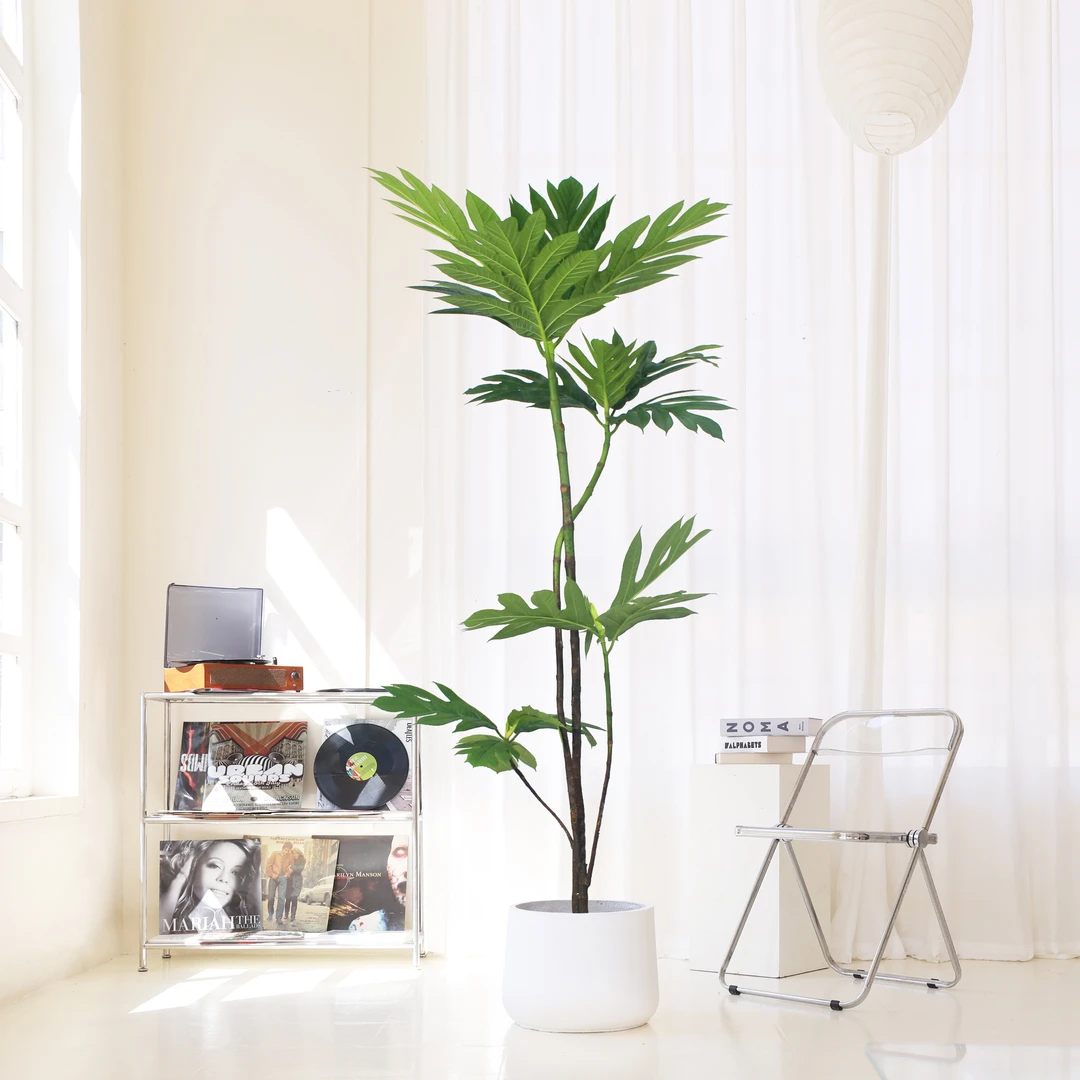 大型面包树盆栽家庭绿植室内客厅办公室四季好养网红植物直播间