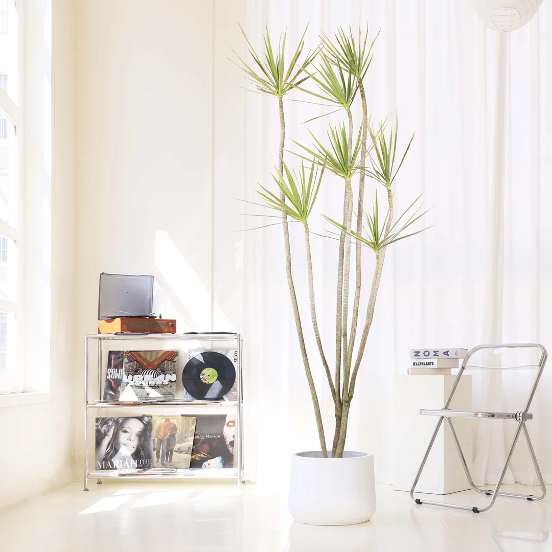 千年木盆栽造型老桩客厅绿植落地北欧极简室内好养大型植物直播间