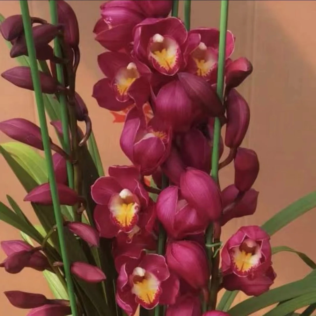 AA【大红袍】大花蕙兰年宵花【已发货不退款完美主义者勿拍】