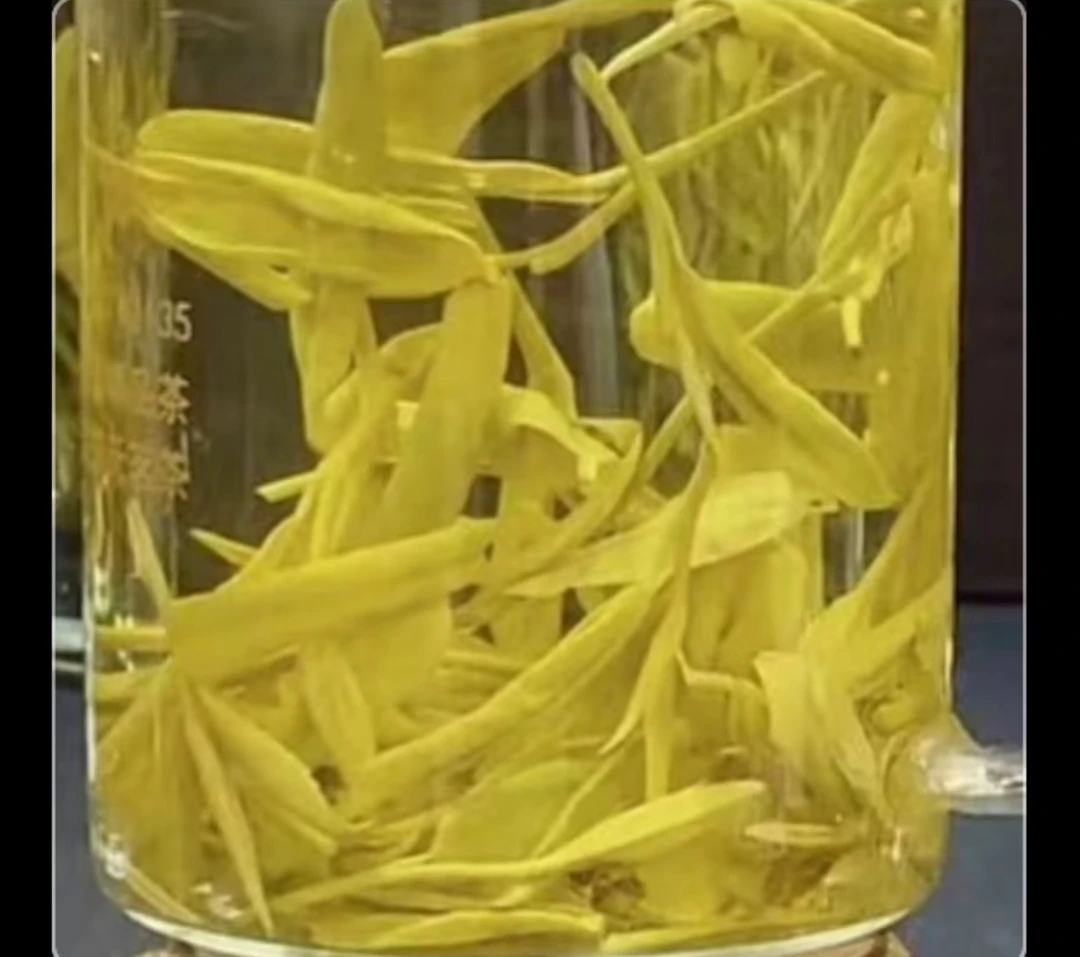 黄金芽【芽多 浓香 口粮】