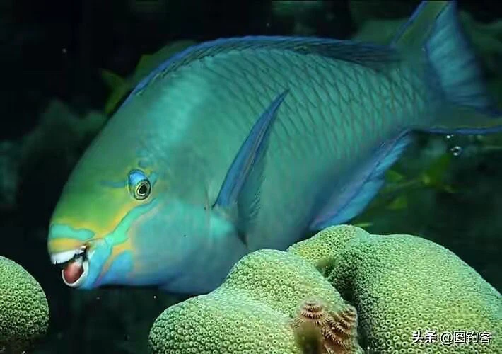 【顺丰空运】海南西沙青衣鱼新鲜活冻3-8斤美味营养丰富现货品质