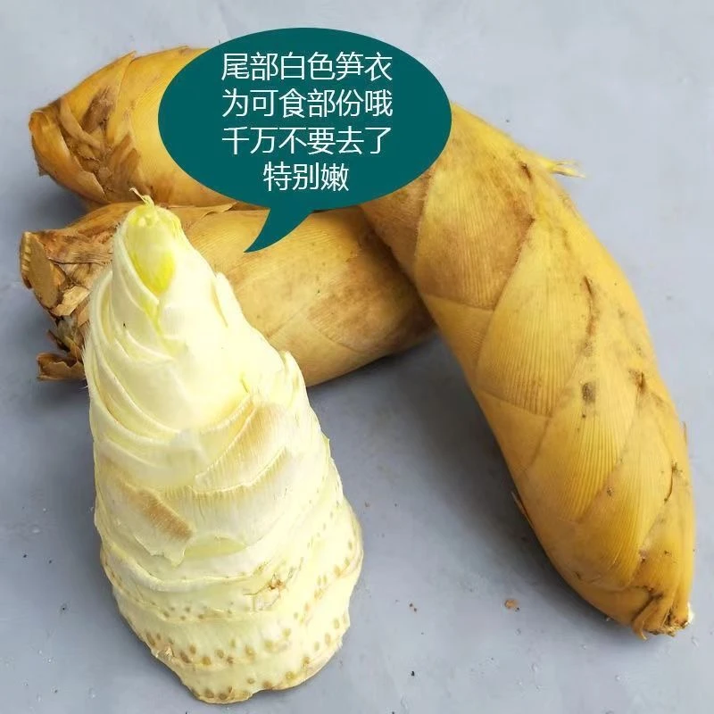 【一级笋】浙江临安冬笋新鲜现挖清甜脆爽2-5斤装天目山冬笋