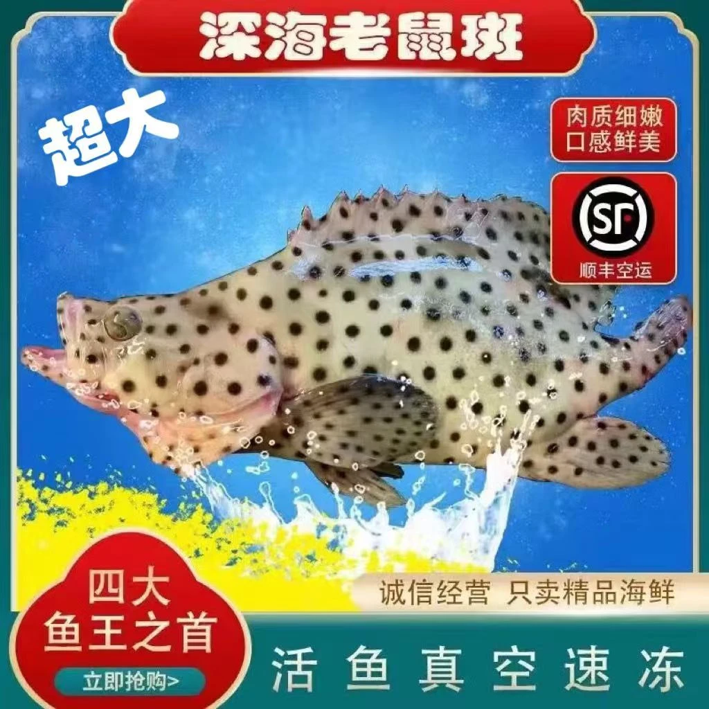 顺丰包邮】深海野生捕捞老鼠斑鱼驼背鲈肉质鲜美细嫩紧实1-10斤/条