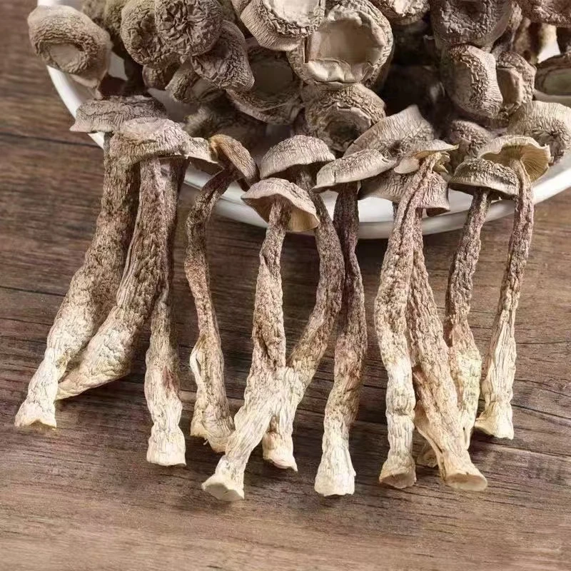 高原鹿茸菇下山货