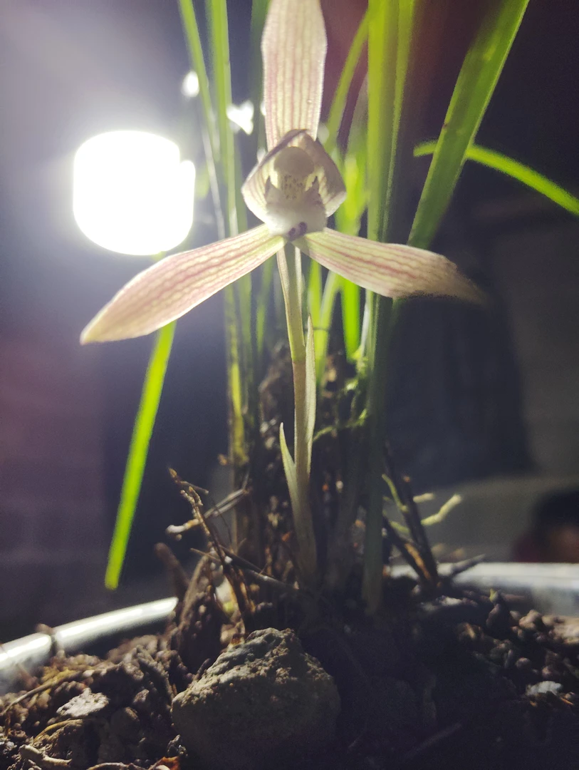 高山绿兰.春兰开花香