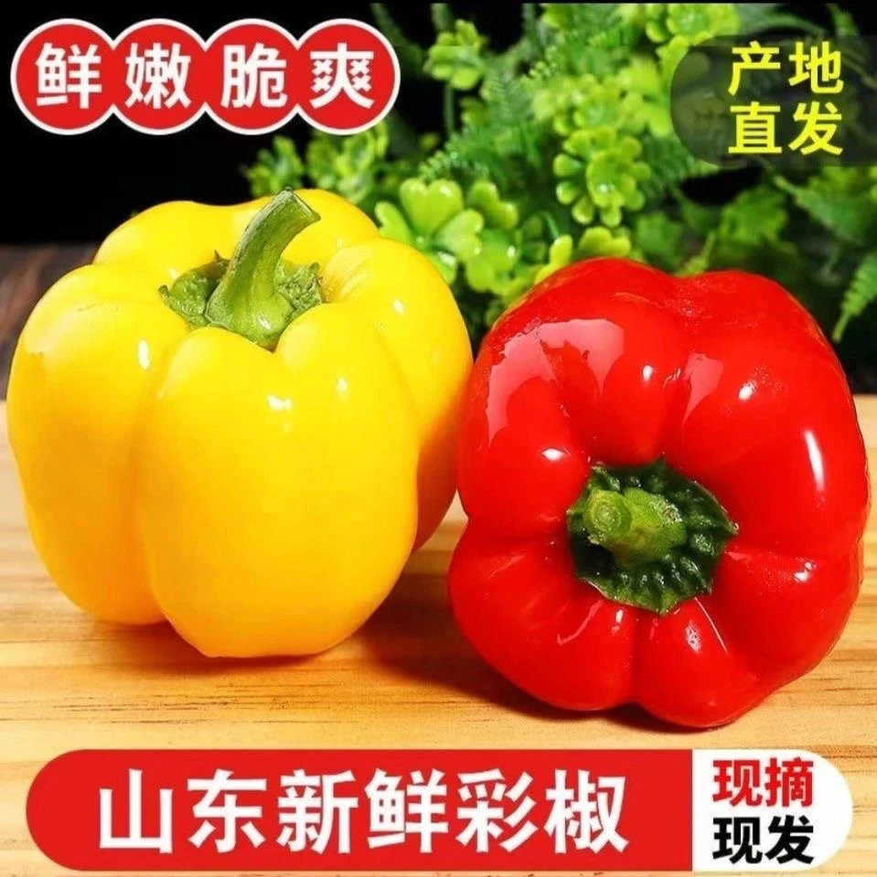 【顺丰包邮】现摘鲜嫩圆椒五彩椒柿子椒灯笼椒太空椒水果椒1-5斤