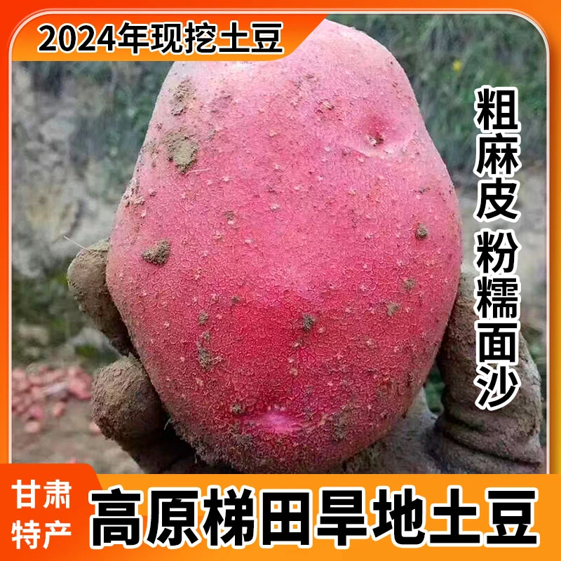 定西土豆高山旱地红皮黄心土豆5斤9斤新鲜马铃薯高原种植美味食用