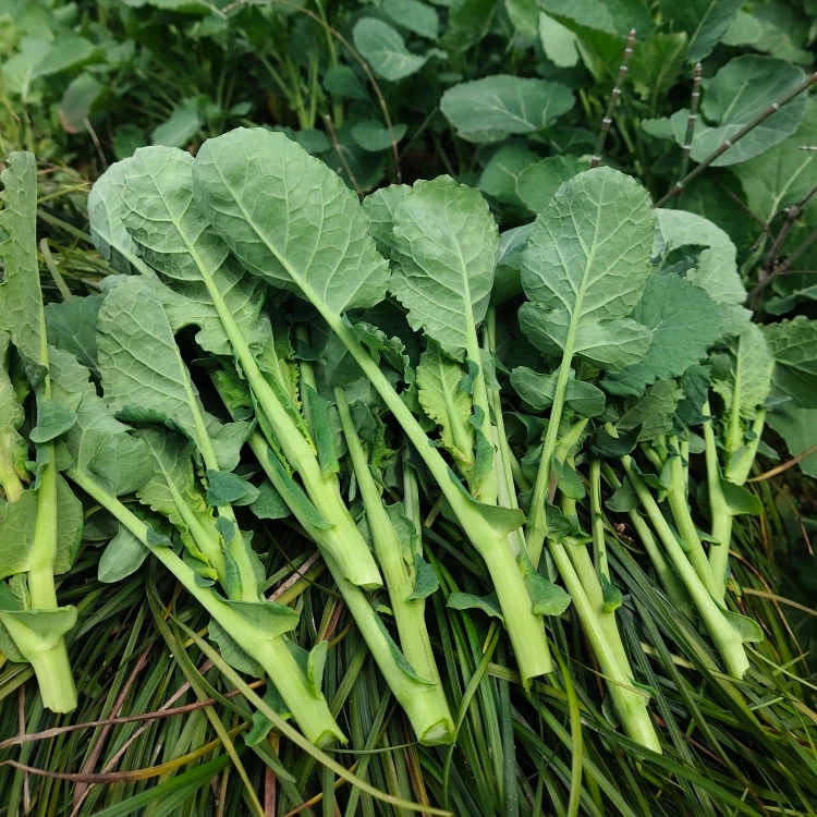万源大巴山农家油菜苔，菜籽菜苔5斤包邮